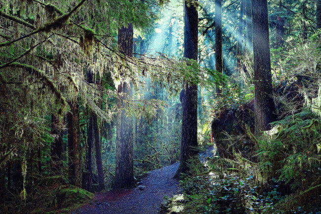 Обои картинки фото природа, лес, деревья, дорога, лучи