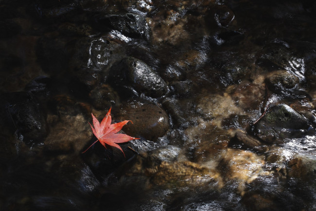 Обои картинки фото природа, листья, камни, takaten, лист, вода, мох