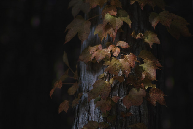 Обои картинки фото природа, листья, осень, ствол, дерево, takaten