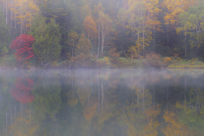 Обои картинки фото природа, реки, озера, деревья, вода, takaten, туман, осень, утро