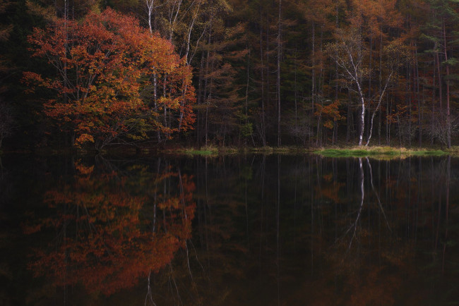 Обои картинки фото природа, реки, озера, туман, осень, утро, деревья, вода, takaten
