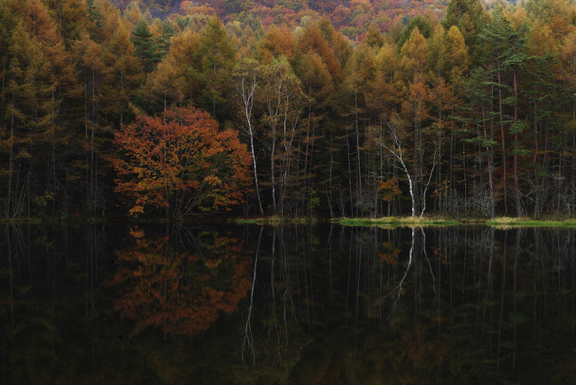 Обои картинки фото природа, реки, озера, утро, деревья, вода, takaten, осень, туман