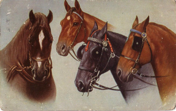 обоя рисованное, животные,  лошади, масти, шоры, уздечки, головы, лошади