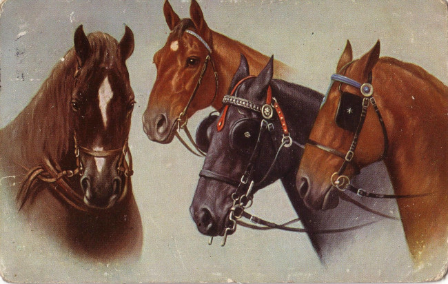 Обои картинки фото рисованное, животные,  лошади, масти, шоры, уздечки, головы, лошади