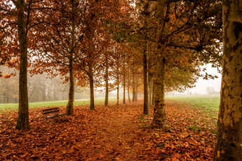 Картинка природа парк скамья деревья осень