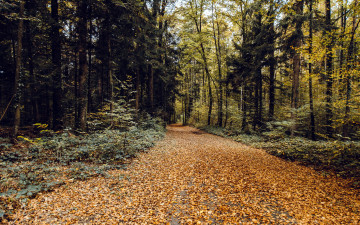 Картинка природа дороги дорога лес осень листопад