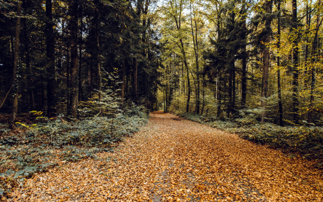 Обои картинки фото природа, дороги, дорога, лес, осень, листопад