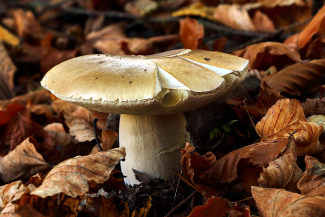 Обои картинки фото природа, грибы, старый, гриб, листья