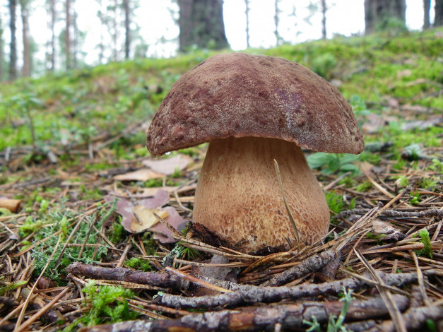 Обои картинки фото боровик, природа, грибы, белый, гриб