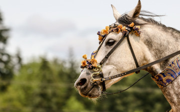 Картинка животные лошади лошадь голова уздечка украшения