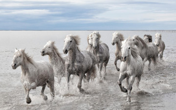 Картинка животные лошади белые море брызги