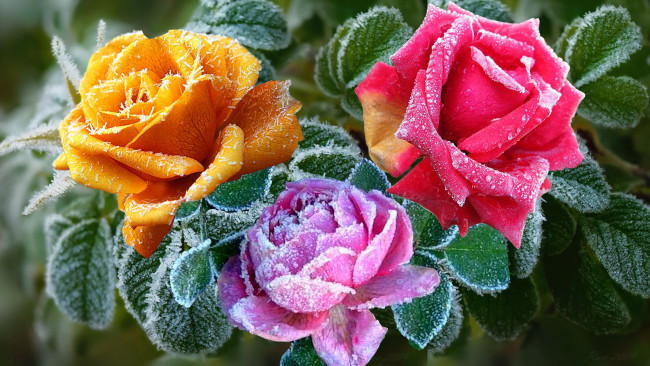 Обои картинки фото цветы, розы, иней