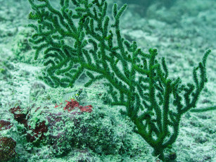 Картинка животные морская+фауна коралл рыбка