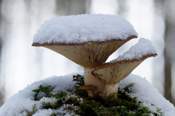 обоя природа, грибы
