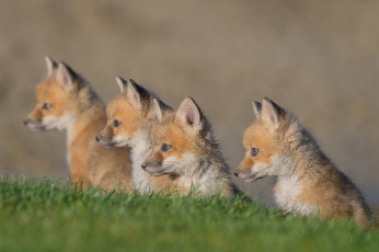 Картинка животные лисы лисята