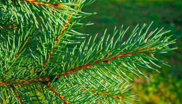 Картинка природа деревья green tree spruce twig