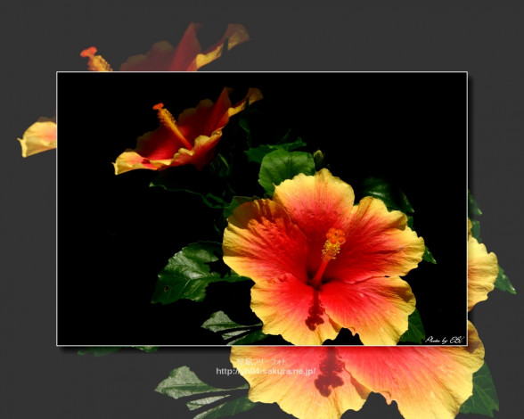 Обои картинки фото цветы, гибискусы