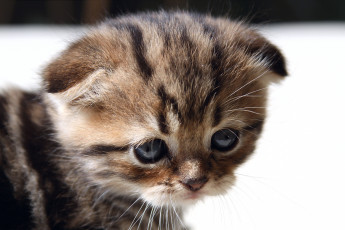 Картинка животные коты вислоухий котёнок