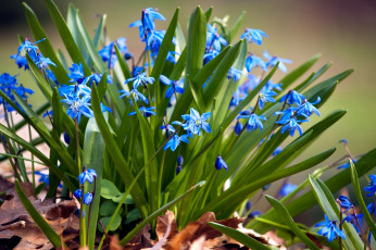 Картинка цветы подснежники белоцветник пролисок голубой