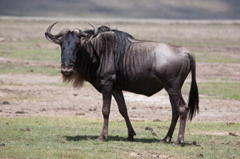 Картинка животные антилопы антилопа гну сафари