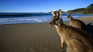 Картинка животные кенгуру волны