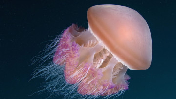 Картинка животные медузы океан