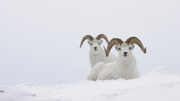 Картинка животные овцы бараны снег