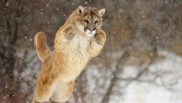 Картинка животные пумы снег прыжок