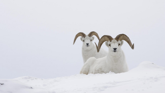 Обои картинки фото животные, овцы, бараны, снег