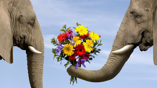 Обои картинки фото животные, слоны, цветы