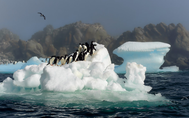 Обои картинки фото животные, пингвины, , море, айсберг