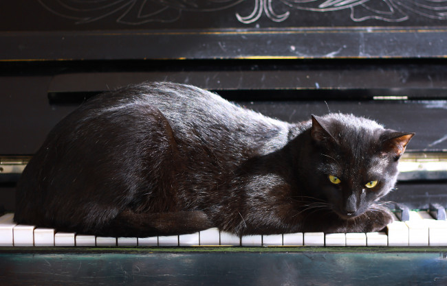 Обои картинки фото животные, коты, кошка, пианино