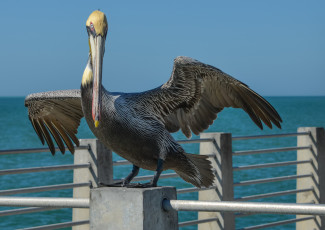 Картинка животные пеликаны ограда пеликан