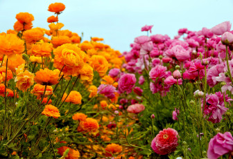 обоя цветы, ранункулюс , азиатский лютик, оранжевый, розовый
