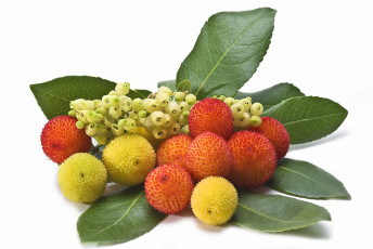 Картинка еда земляничное+дерево листья плоды ягоды