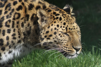 Картинка животные леопарды леопард трава