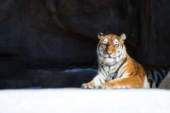 Картинка животные тигры снег зима кошка отдых