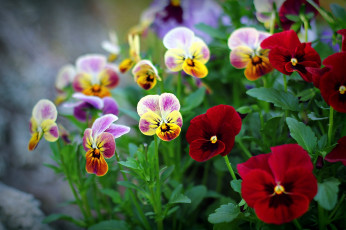 Картинка цветы анютины+глазки+ садовые+фиалки разноцветные