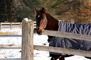 Картинка животные лошади конь загон ограда попона зима снег