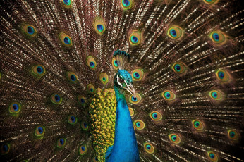 Картинка животные павлины цвета хвост перья птица