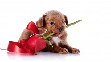 Картинка животные собаки лицо роза собака