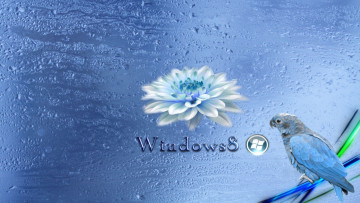Картинка компьютеры windows+8 попугай лотос логотип фон операционная система