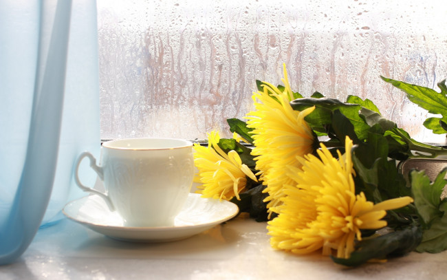 Обои картинки фото цветы, хризантемы, чашка, окно