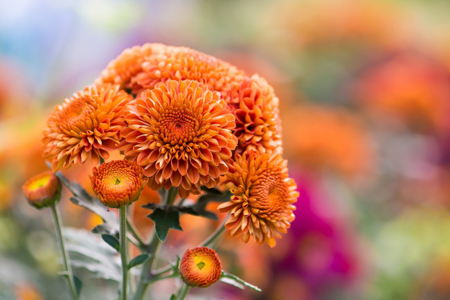 Обои картинки фото цветы, хризантемы, осень, природа, оранжевые