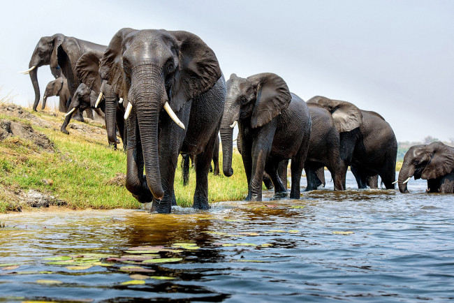 Обои картинки фото животные, слоны, река, брод