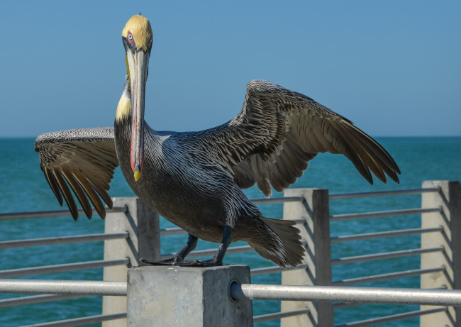 Обои картинки фото животные, пеликаны, ограда, пеликан