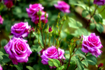 Картинка цветы розы куст бутоны