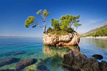 Картинка хорватия природа побережье море камни дерево скала