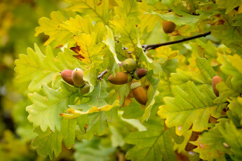 Картинка природа шишки +жёлуди +каштаны листья ветка осень