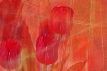 Картинка разное компьютерный+дизайн цветы линии штрих тюльпан